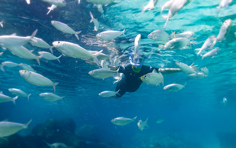 SeaWorld Parks & Entertainment Launch Black Friday  Savings
